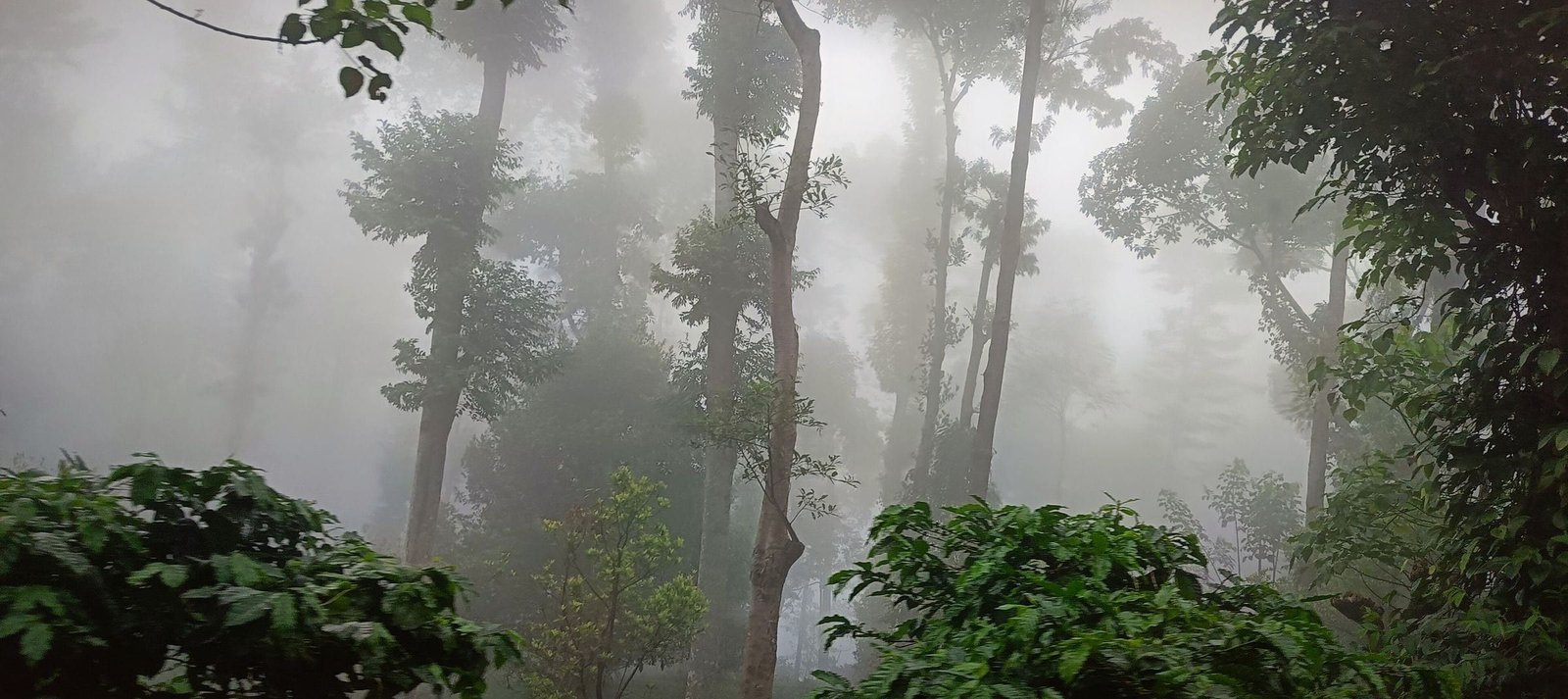 Mist drifting between tall trees on a Yercaud hillside